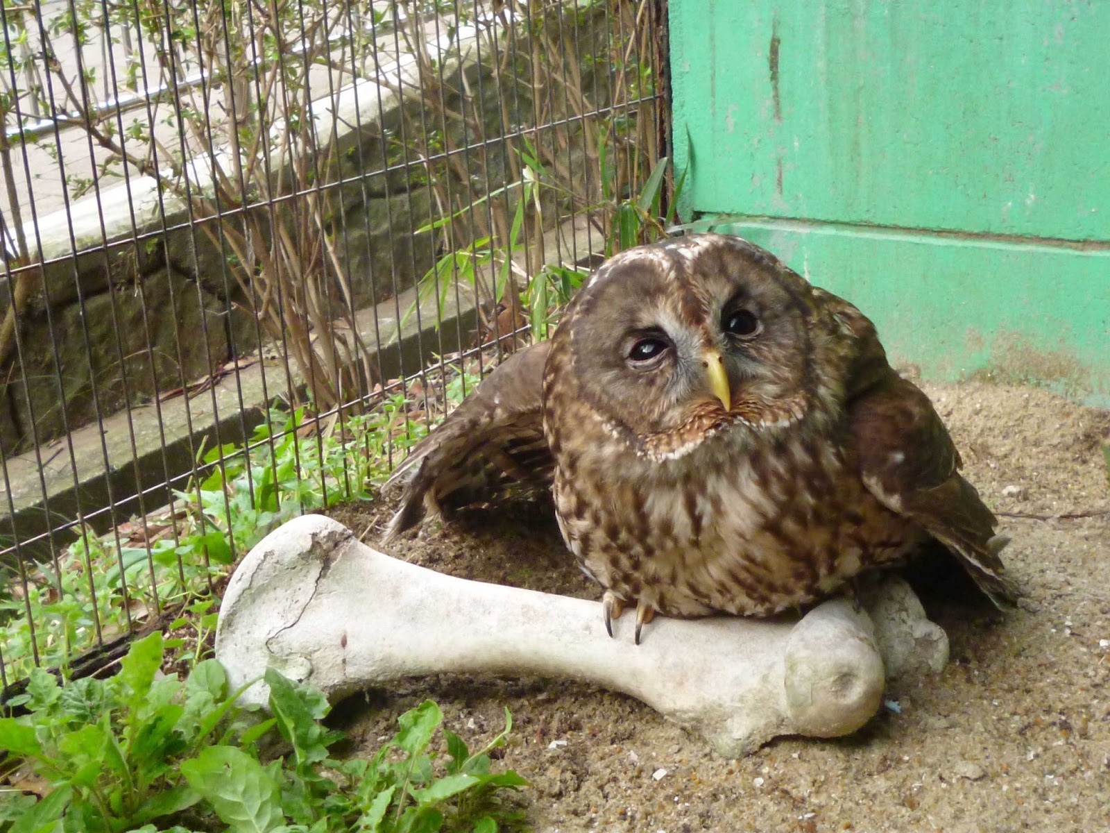 福岡市動物園ブログ フクロウの顔 Zooおべんきょうタイム
