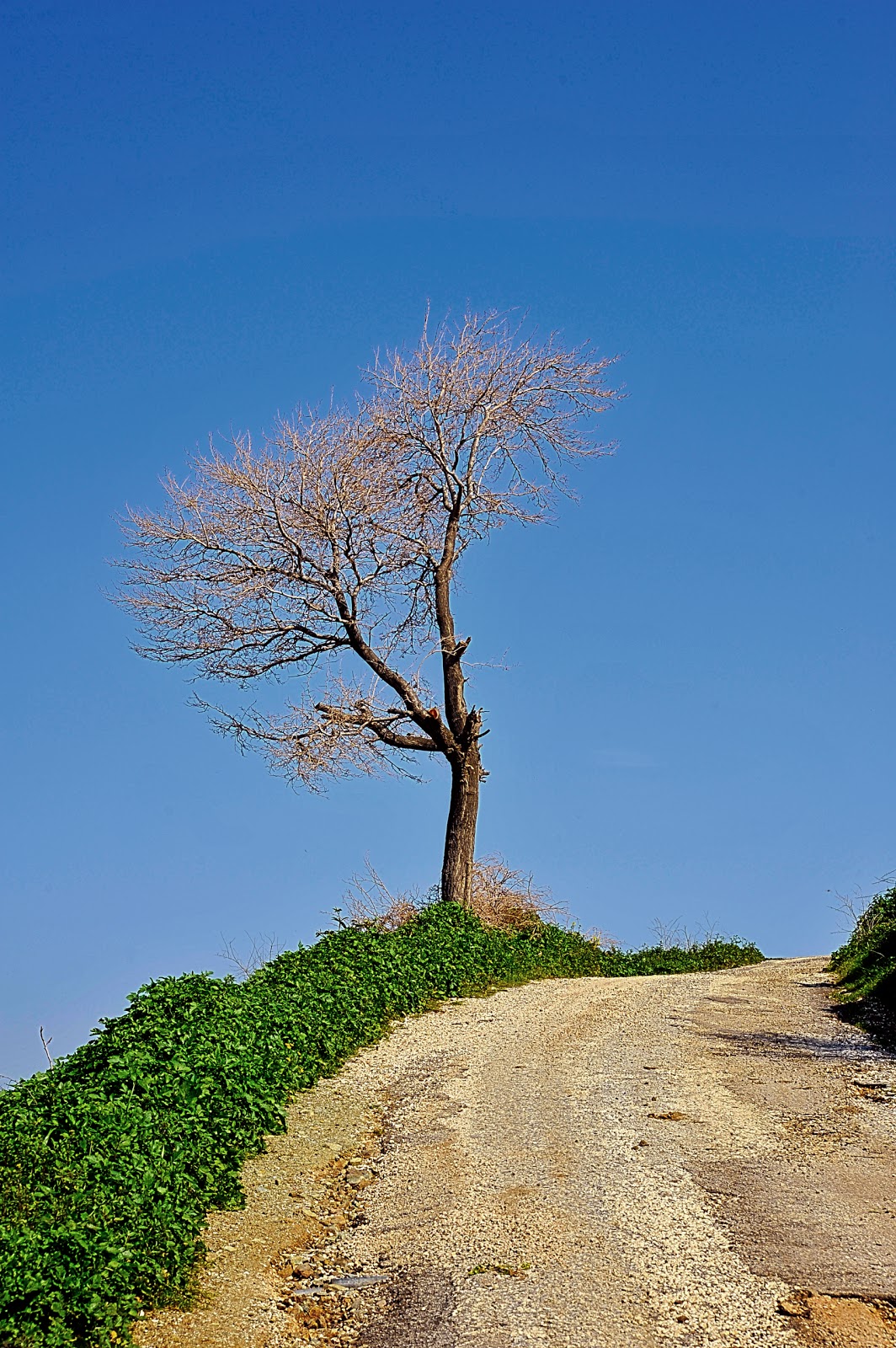 cemile us diyor ki 2012