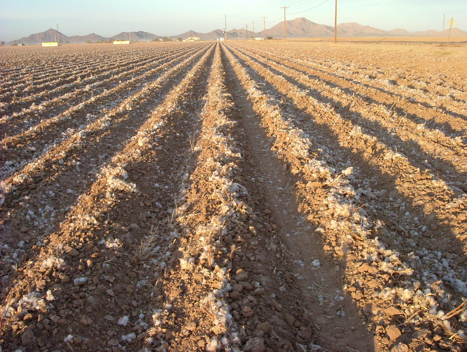 Sustainable Ag A View from the Field Planting, Growing, Harvesting