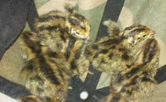 tne best incubator for quails tne best incubator for quails
