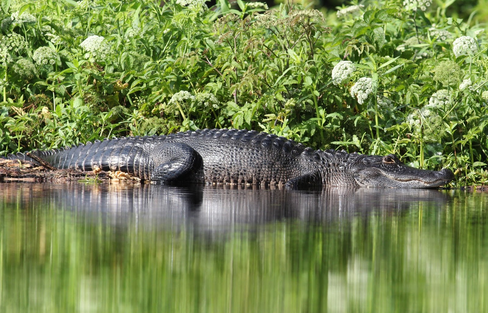 Views From Our Kayak Upper Wekiva River