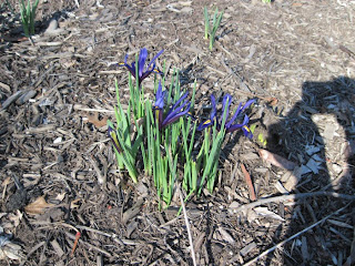 miniature iris
