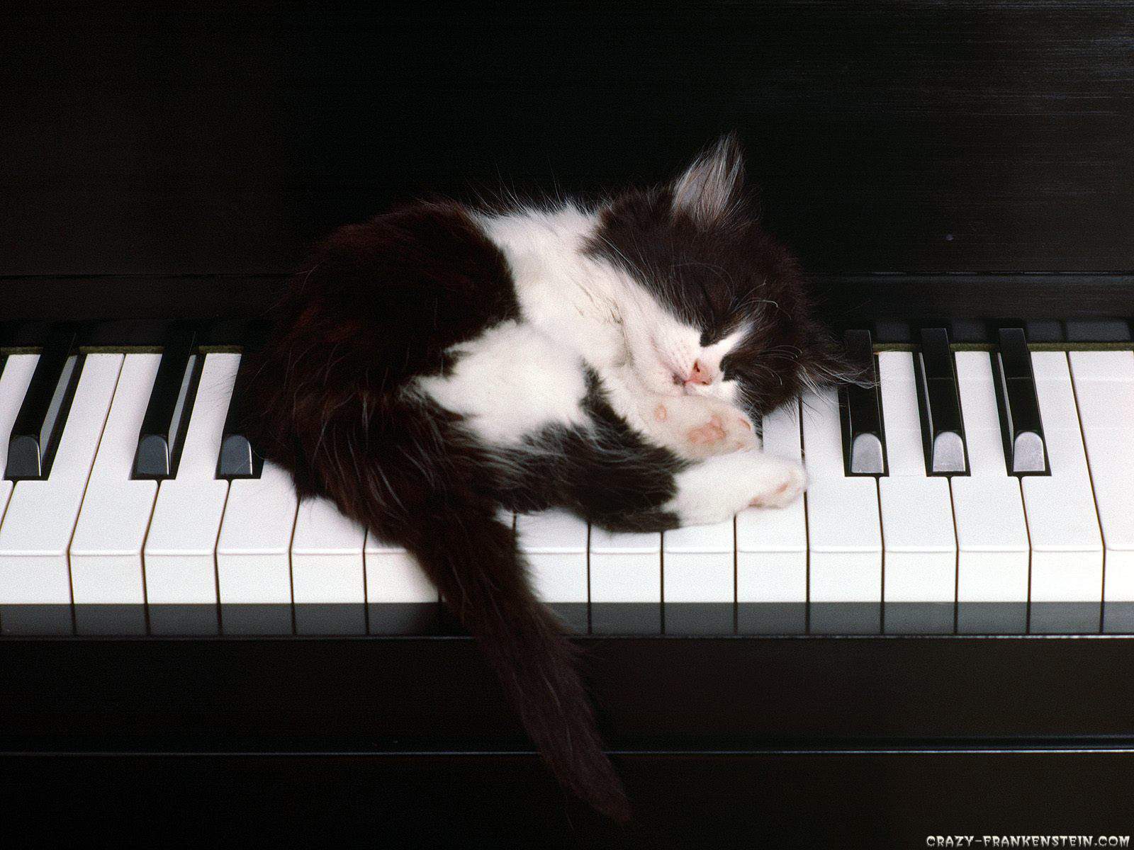 http://2.bp.blogspot.com/-aQPymjwGNHs/UGgdNA-JsWI/AAAAAAAAAfo/gQ5LBlNg-OU/s1600/black-white-cat-and-piano-wallpaper-.jpg