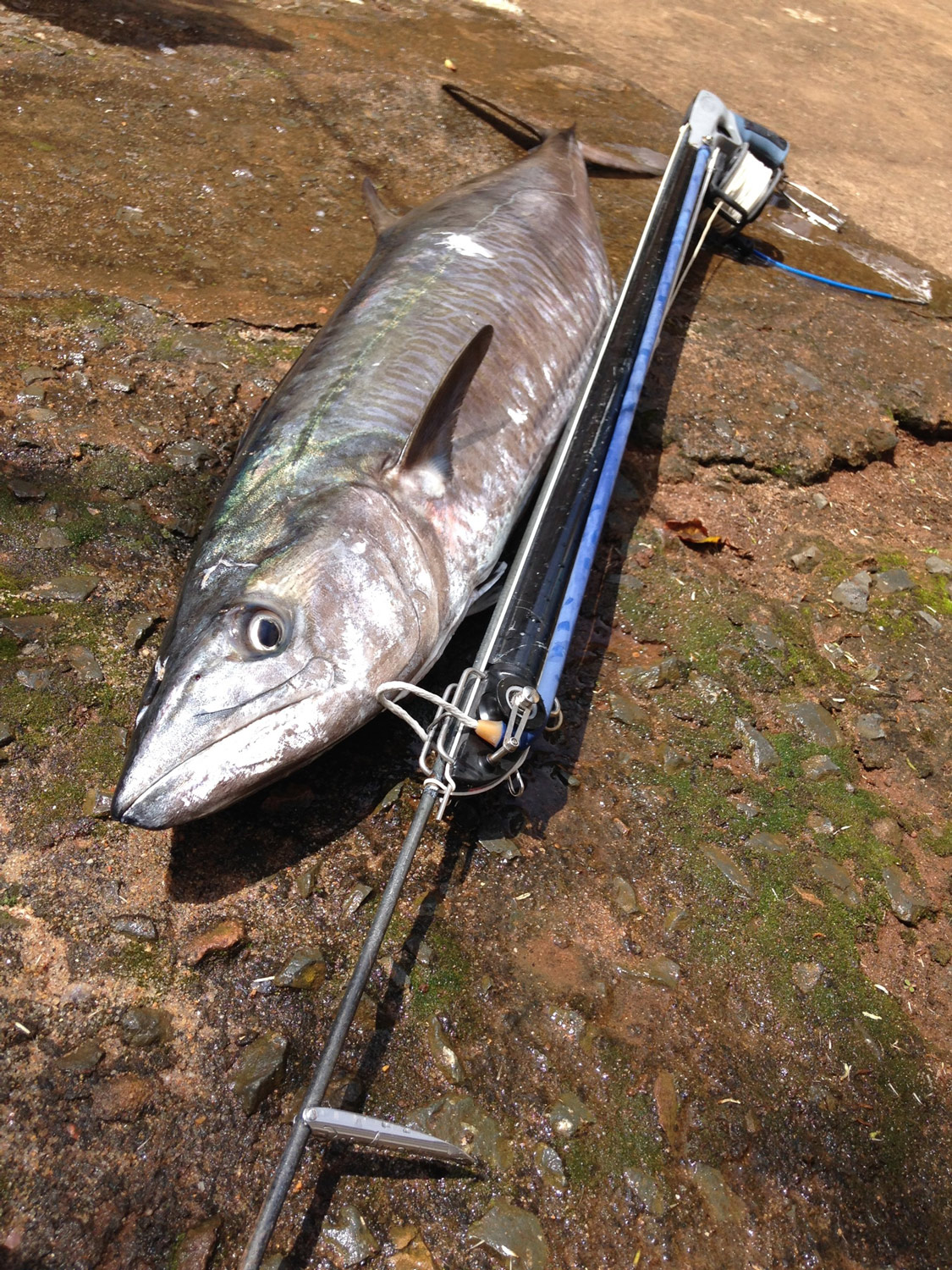 Coatesman Spearguns Unrolling the Roller Roller Gun Test and Setup