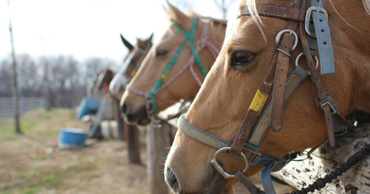 26 east ride with us wild rose equine center