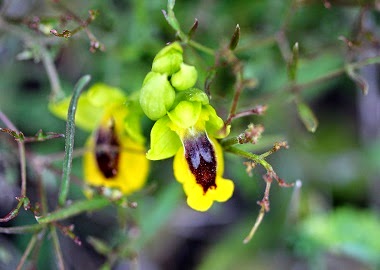 Orquídia silvestre. Ophrys lutea