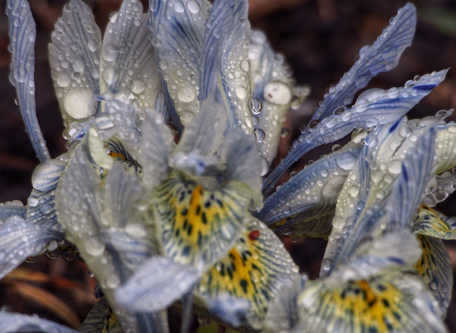 Iris Katharine Hodgkins #iris #conservatorygarden #nyc #centralpark 2014 Iris Katharine Hodgkins #iris #conservatorygarden #nyc #centralpark 2014