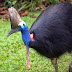 Burung Kasuari Terancam Punah!