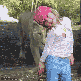 Animals vs kids (40 gifs), animals being jerks gif, lion tries to eat little girl