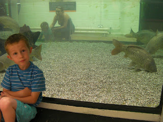 mirror carp in aquarium