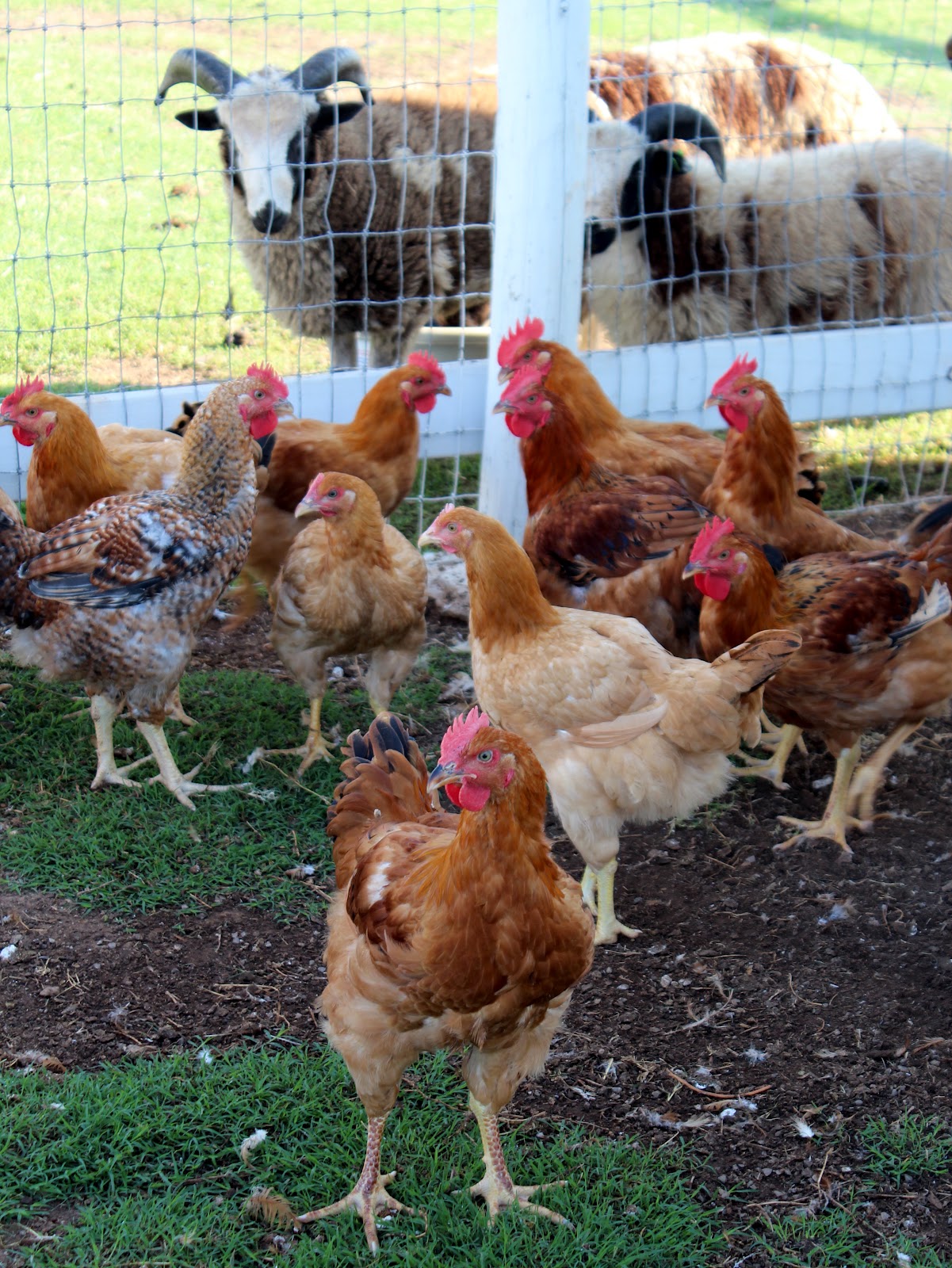 Harvesting (aka Butchering) Chickens