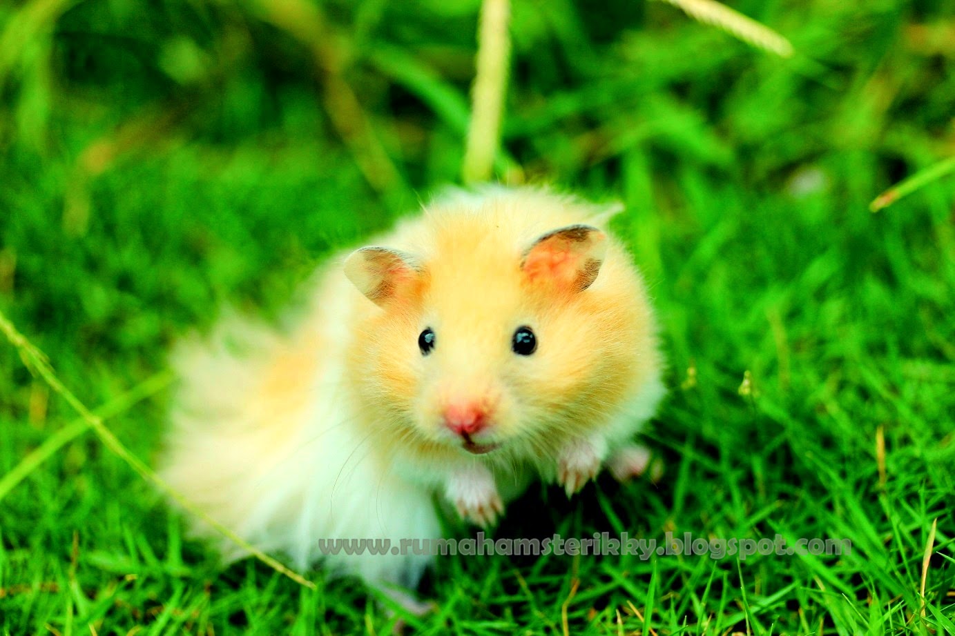 Hamster Indonesia Full Gallery + Price ( Dijamin Murah dan Berkualitas )