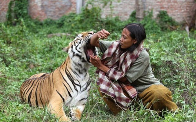 A Unique Friendship of Man & Tiger | Amazing & Funny