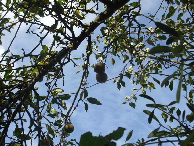 The Compost Bin Even more apple stuff