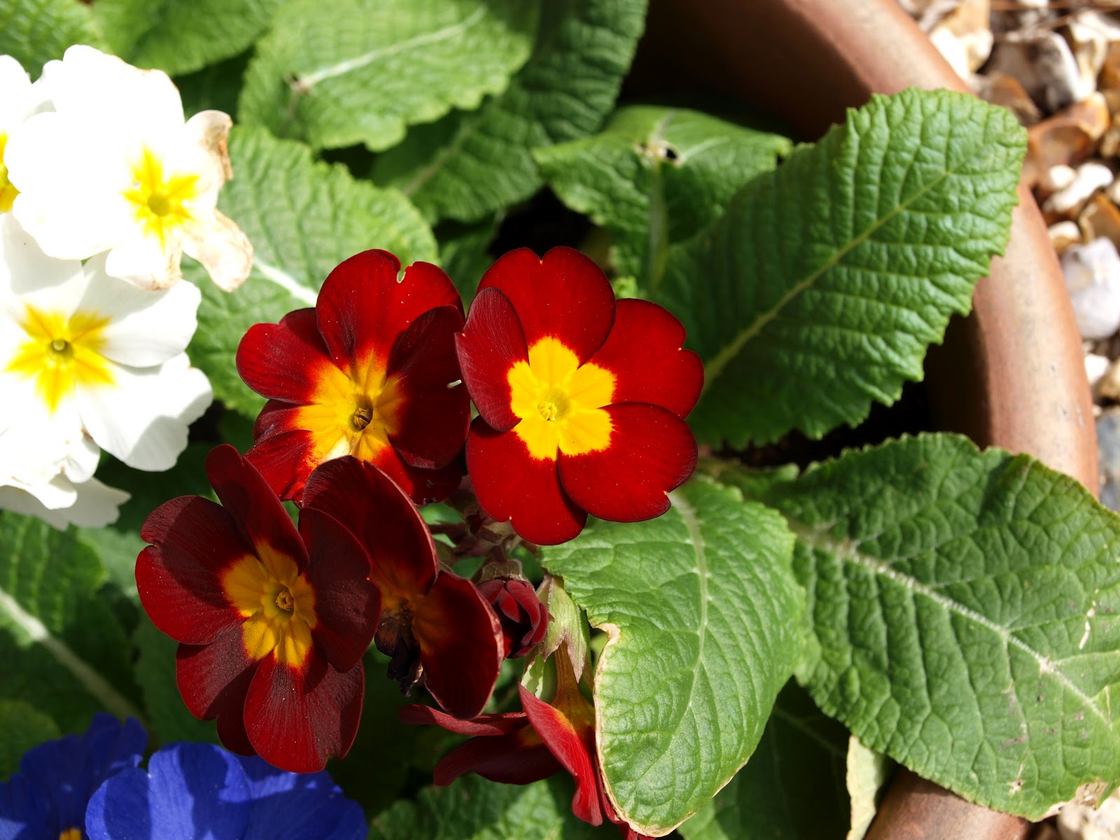 Mark's Veg Plot Spotlight on Polyanthus