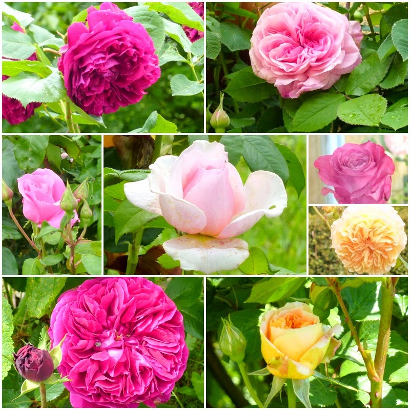 Roses Other Seasons A French Cottage Journal Bouquet