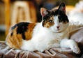 calico cat