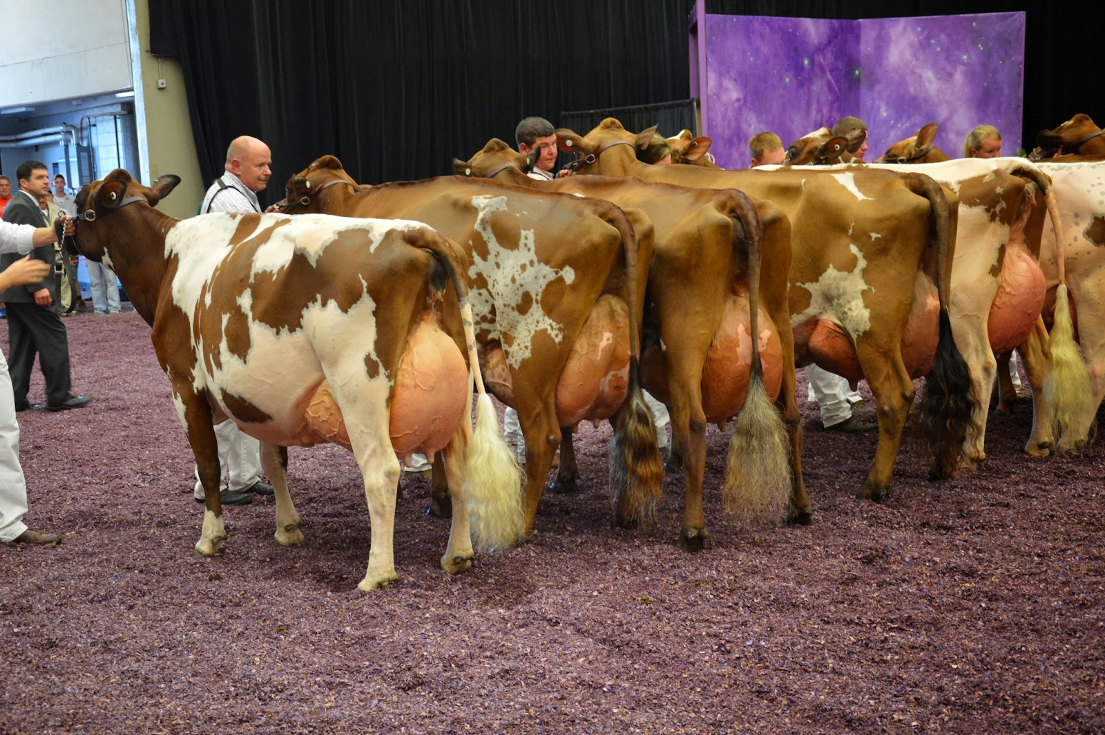 NEWS International Ayrshire Show Cows
