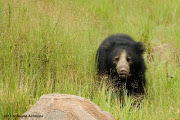 sloth bear at daroji bear sanctuary Sloth bear slothbearingrass web ind 