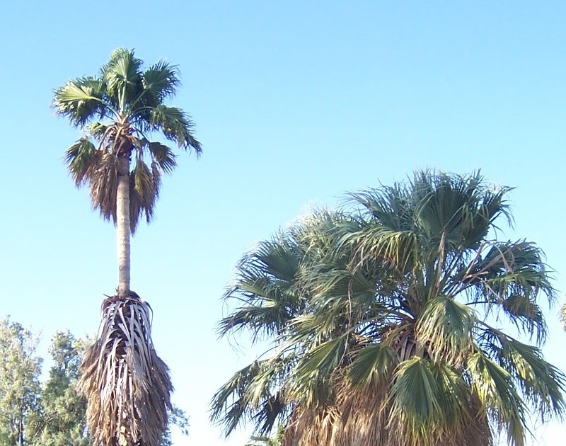 The 2 Minute Gardener Photo California Fan Palm compared to a Mexican Fan Palm