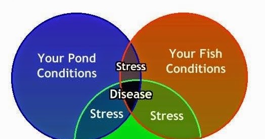koi-pond-diseases-7.jpg
