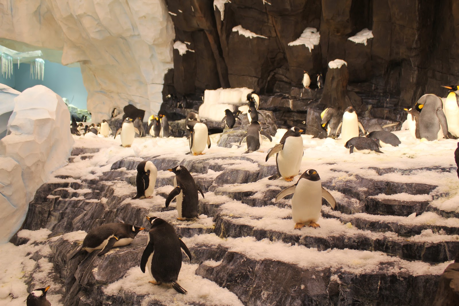 Pajama Penguin Productions: Antarctica: Empire of the Penguin Review