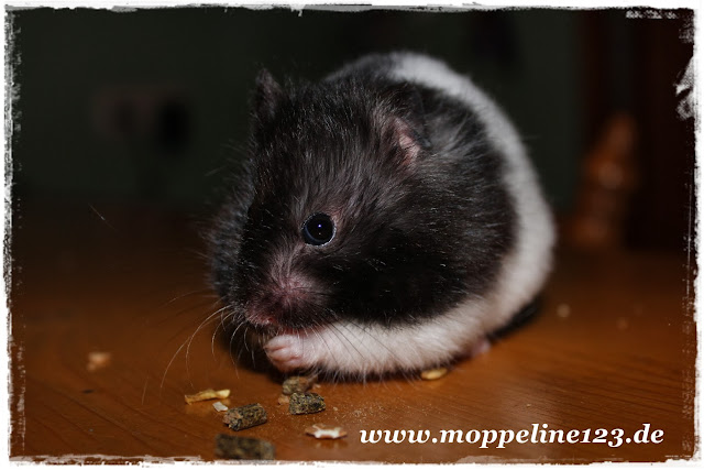 Hamster Info Net September 2012