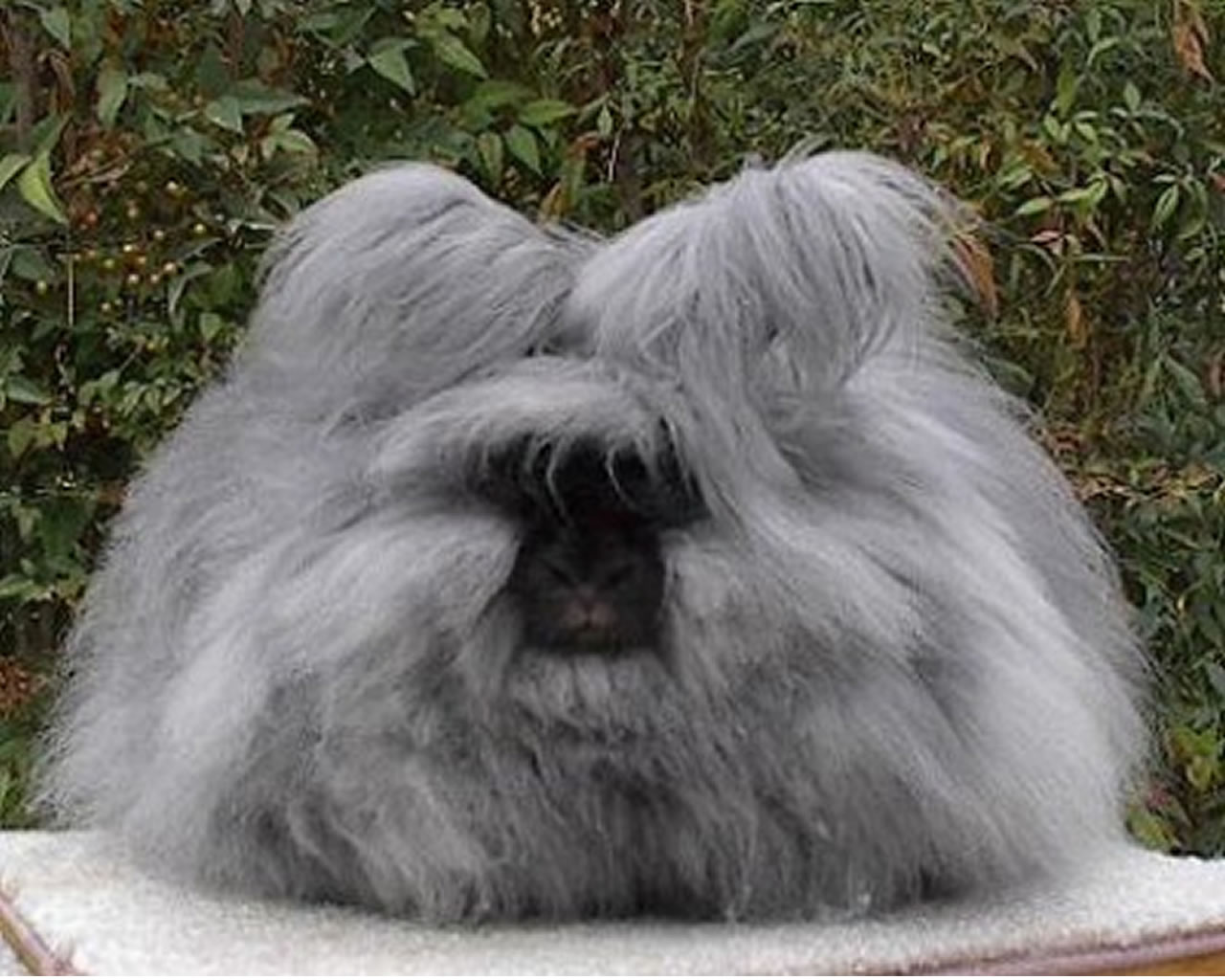Arnab Angora