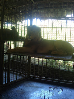 lazy lion lazy lion in zoobic safari