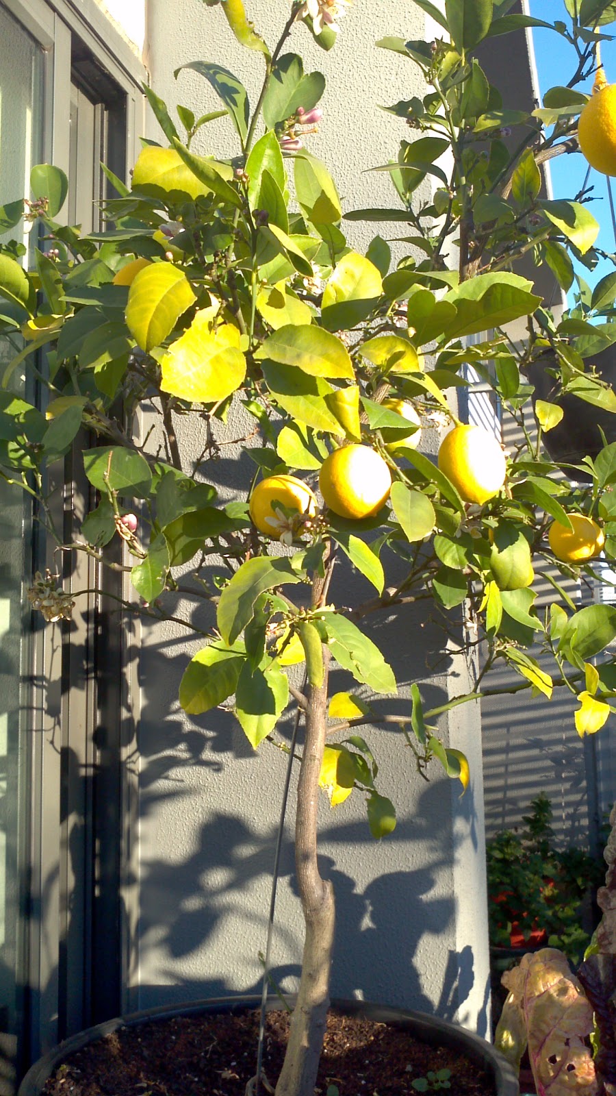 totally inept balcony gardener Lemon meet Lime