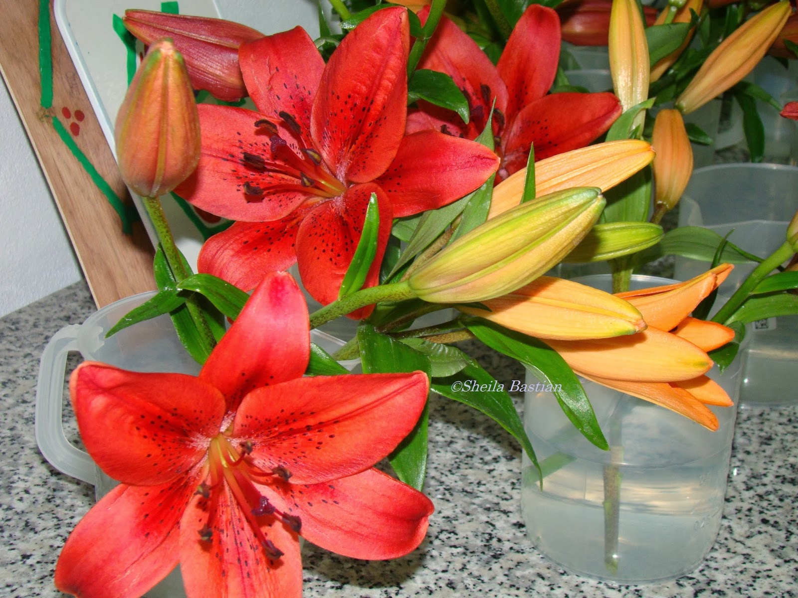 How can you identify a stargazer lily?