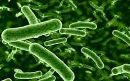 Bacteria de la Sífilis