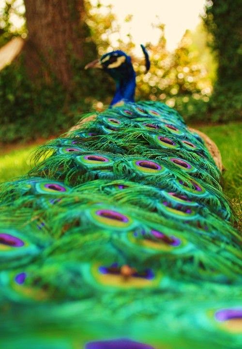 If a Peacock Sheds His Tail Feathers, Do They Grow Back !? OMG Mind
