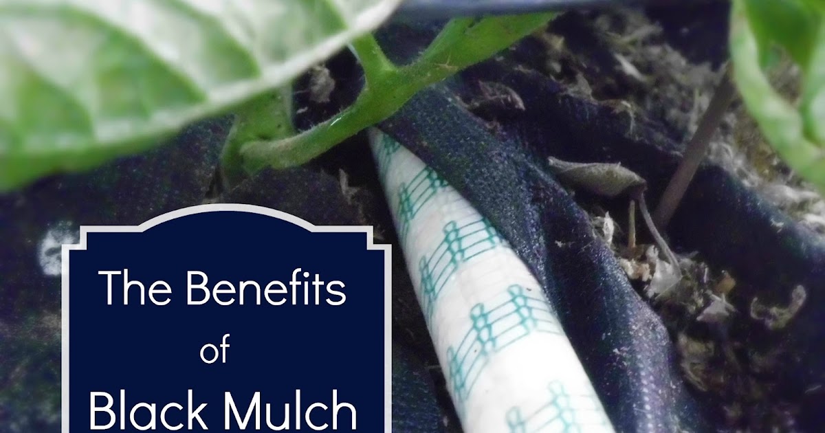 Livin' In The Green The Benefits of Black Mulch