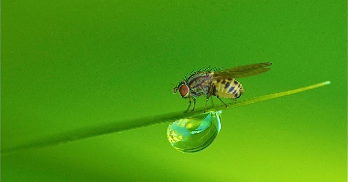Back in the U.S.A. Fly and Water Droplet
