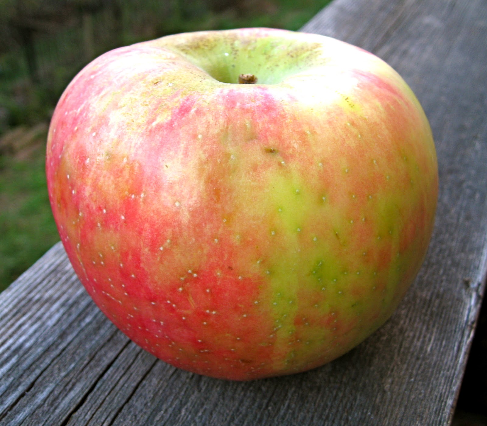 My Munchable Musings What's Cooking? An Ugly Apple