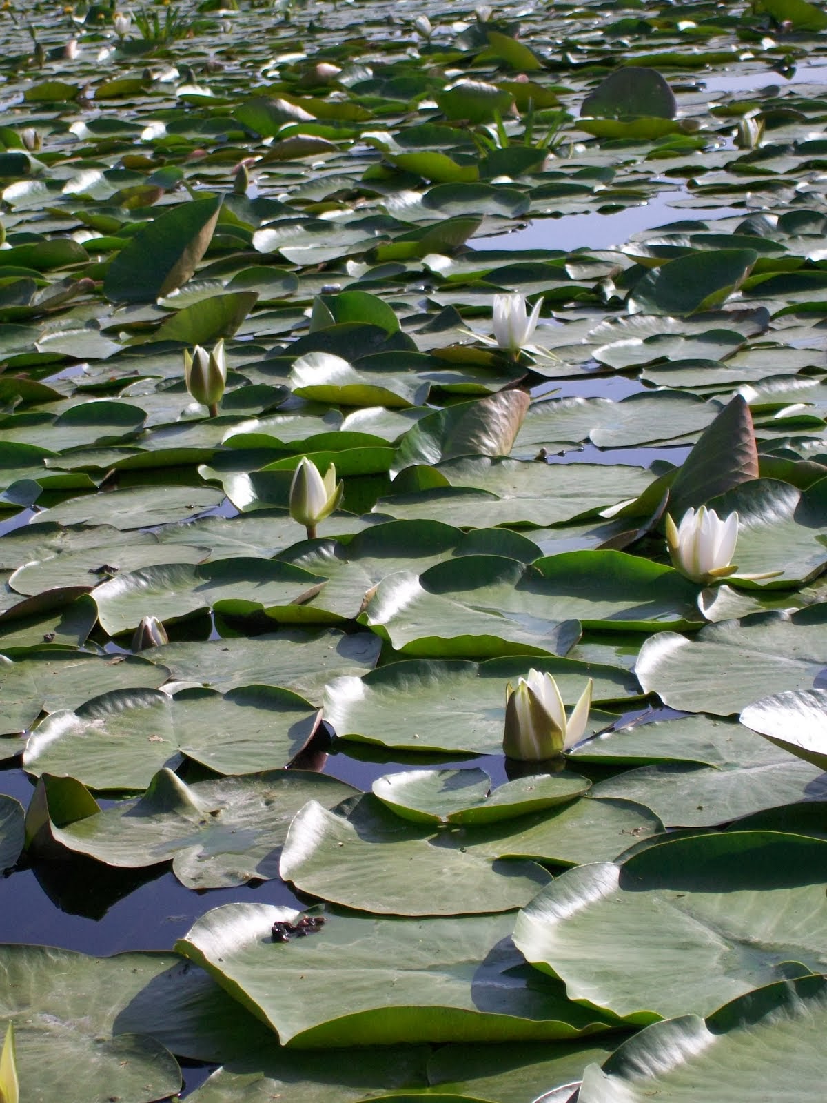 PESCUIT Delta Dunarii Boby  Danube Delta water lilies