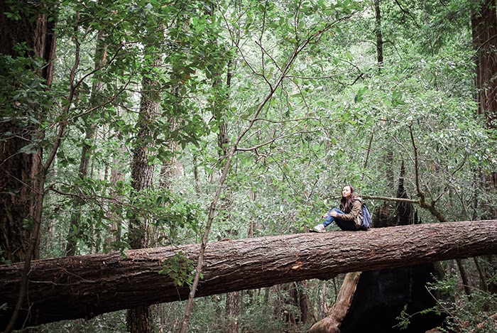 Big Basin Redwoods State Park