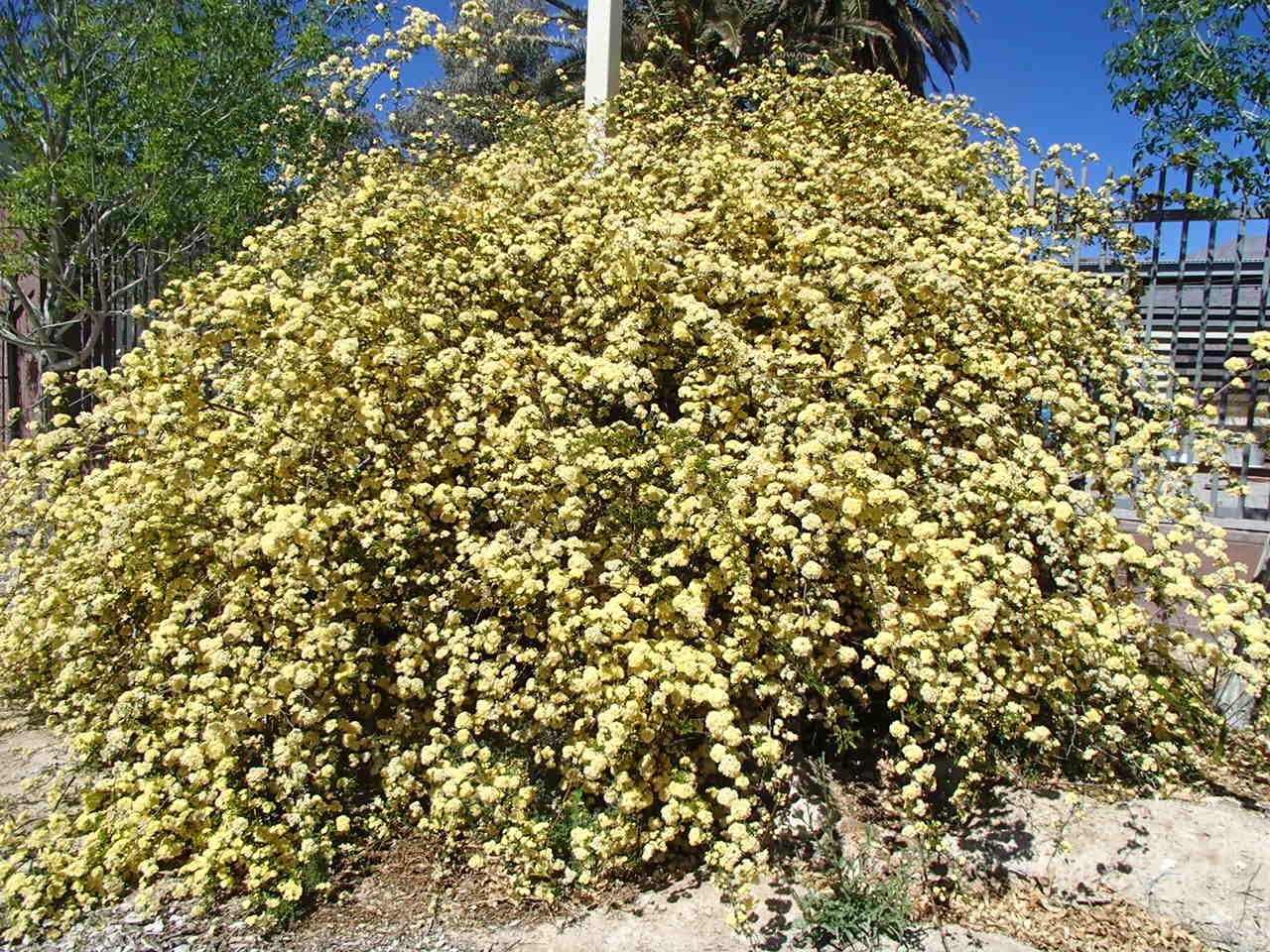 Xtremehorticulture of the Desert Consider Banks Rose in Desert Landscapes