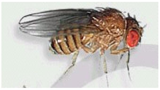 Uly Christina Sitompoel Drosophilla Melanogaster