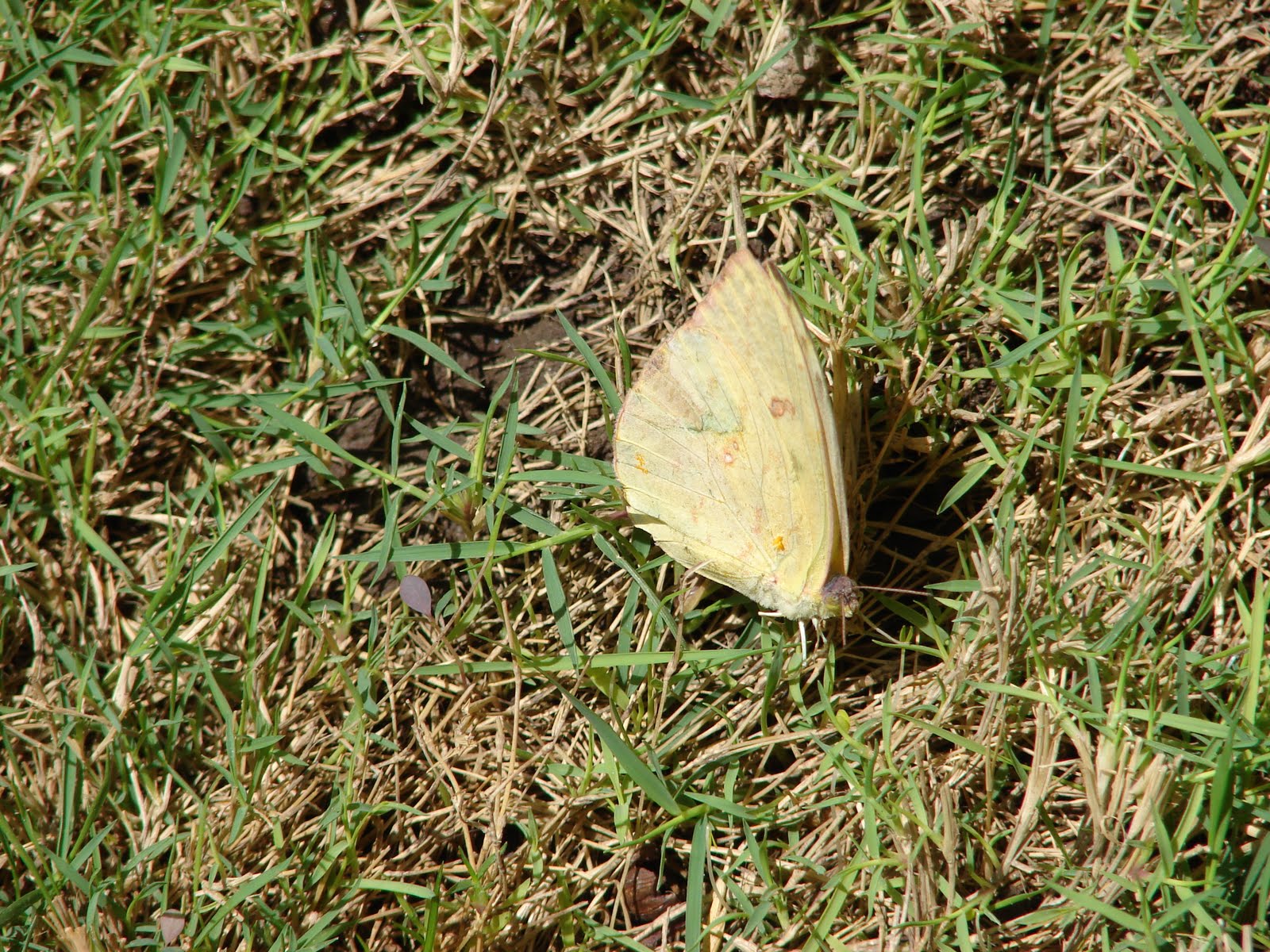 16-febrero-17-18-19-20-21...2011 Extraodinaria informacion Ovni en ´´ALA´´ Mariposa Amarilla´´ fig