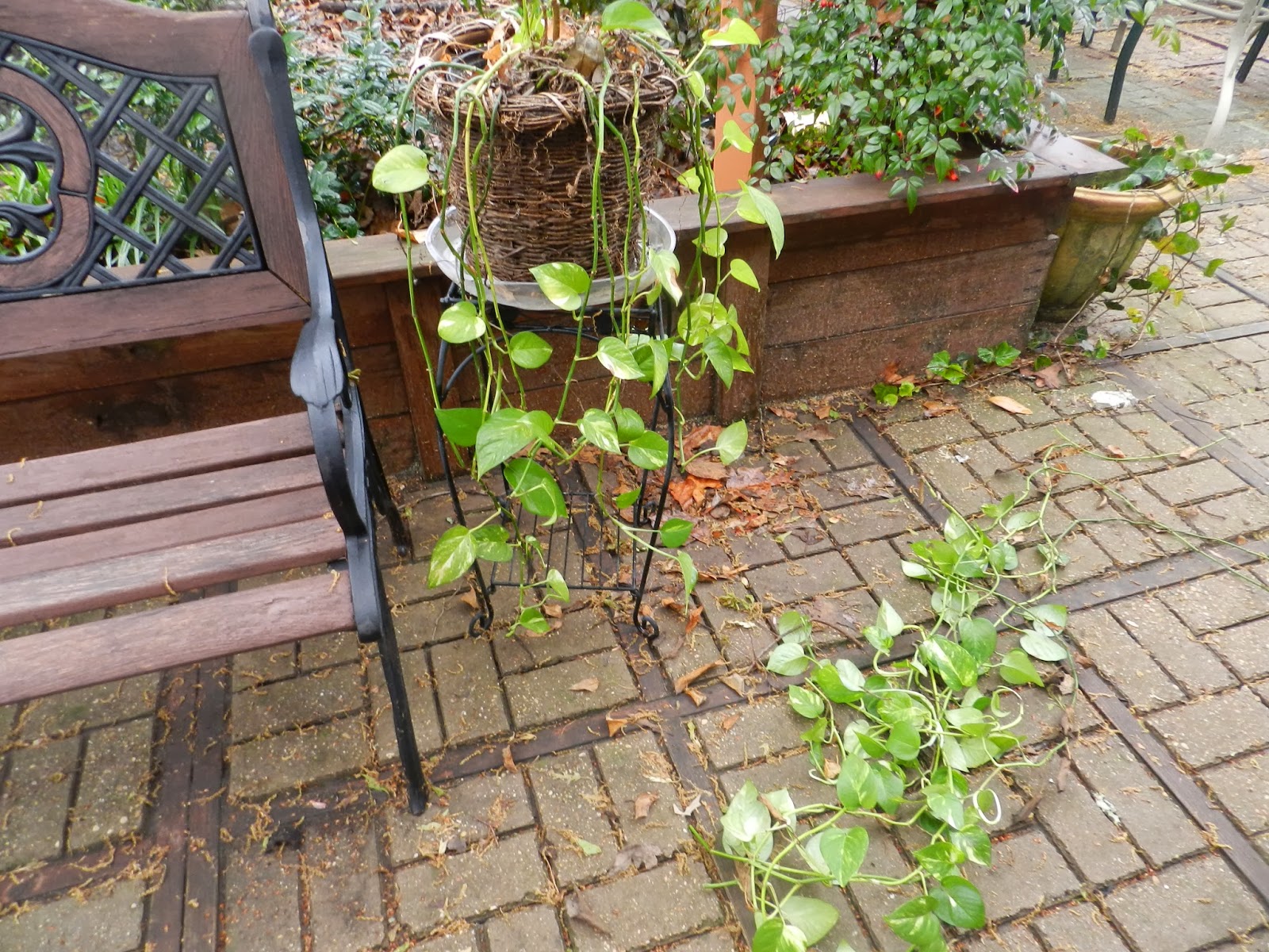 How to trim ivy plant information