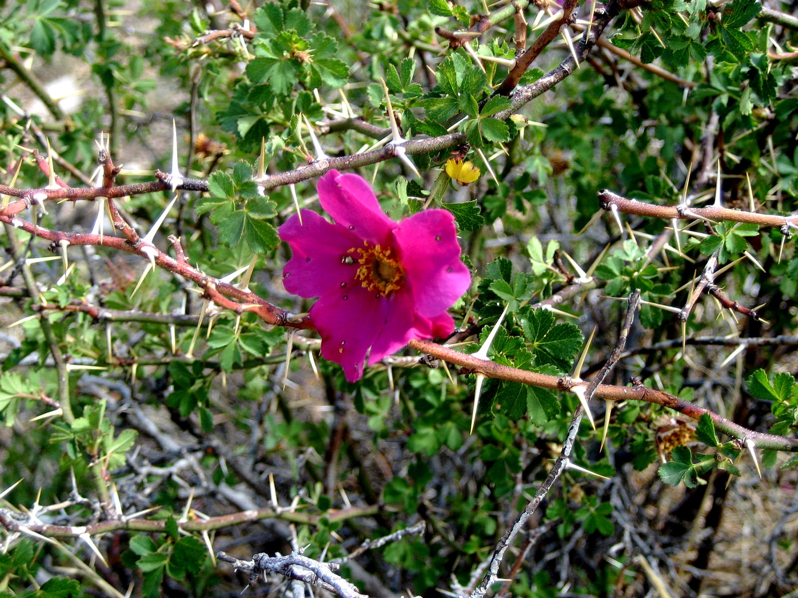Living Rootless Sunspot, New Mexico National Solar Observatory