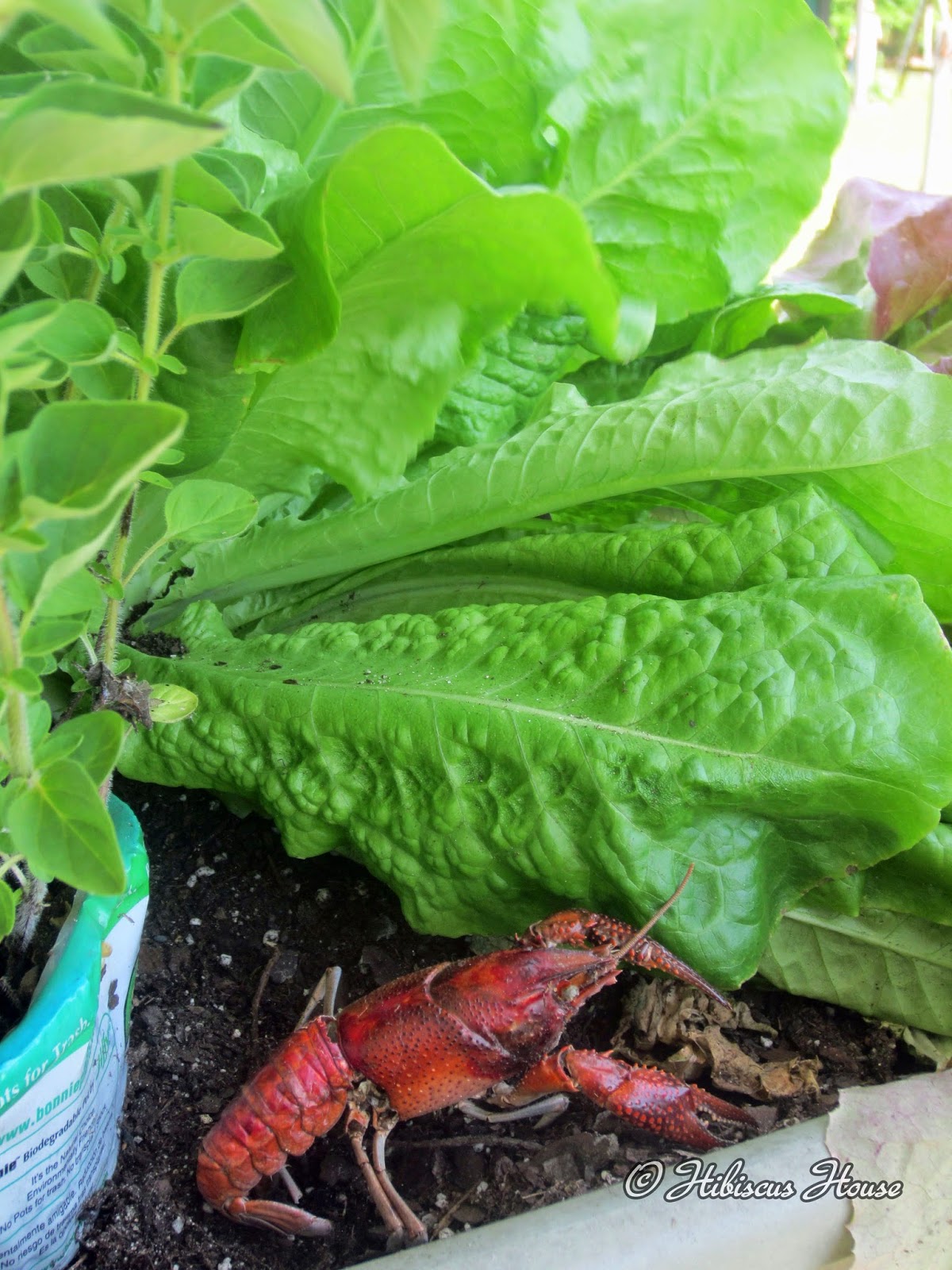 Hibiscus House Lettuce Rail Garden and Critters