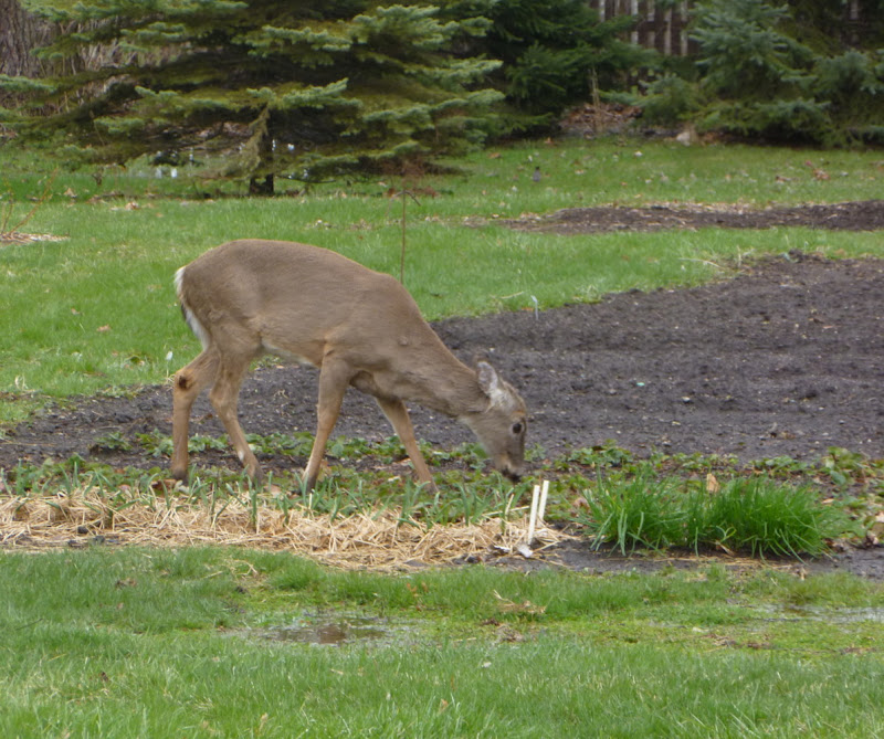 Grow Appalachia How our garden a food plot for deer !! Chad