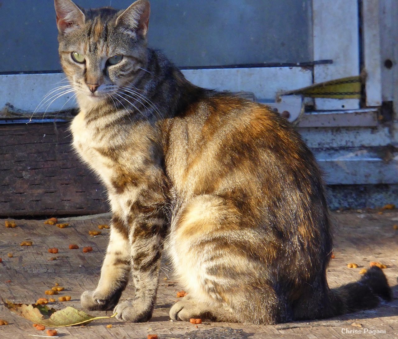 Feral Cat One Kitten Feral Cat One Kitten