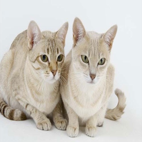 EVCİLGİLLER Evcil Kedi