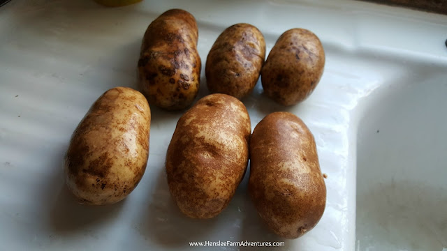 Scrubbed potatoes