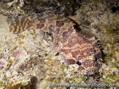 Three-spined Toadfish (Batrachomoeus trispinosus)