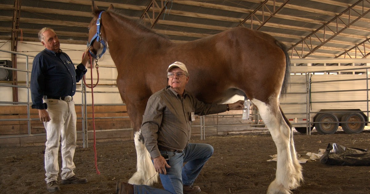 NetAgra Mare milking simplified